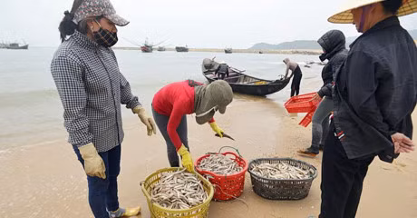 Sự cố môi trường Formosa gây ảnh hưởng nghiêm trọng đến 4 tỉnh miền Trung