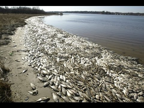 Nhiều ngư dân 4 tỉnh miền Trung điêu đứng vì sự kiện môi trường.