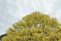 Cội mai vàng hơn 80 năm tuổi ở chợ hoa xuân Đà Nẵng