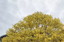 Cội mai vàng hơn 80 năm tuổi ở chợ hoa xuân Đà Nẵng