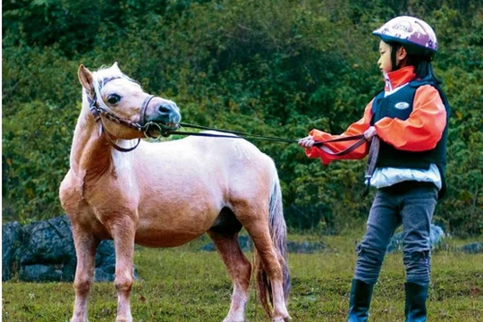 Nuôi ngựa lùn làm thú cưng đang trở thành trào lưu trong giới trẻ con nhà giàu. Ảnh: Zhihu.