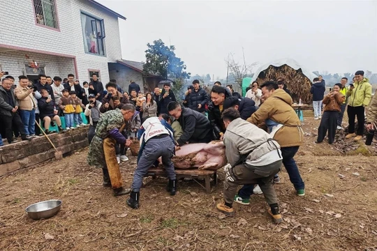 Khách từ khắp nơi đến giúp bắt lợn. Ảnh: Worldjournal.