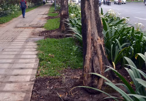 Nghi vấn: Cây xanh ở Sài Gòn bị đầu độc để lấy không gian cho bảng quảng cáo ảnh 1 Nghi vấn: Cây xanh ở Sài Gòn bị đầu độc để lấy không gian cho bảng quảng cáo ảnh 1