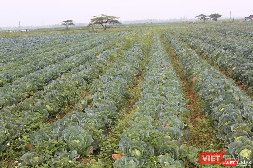 Những cánh đồng rau màu quá lứa thu hoạch kéo dài tít tắp
