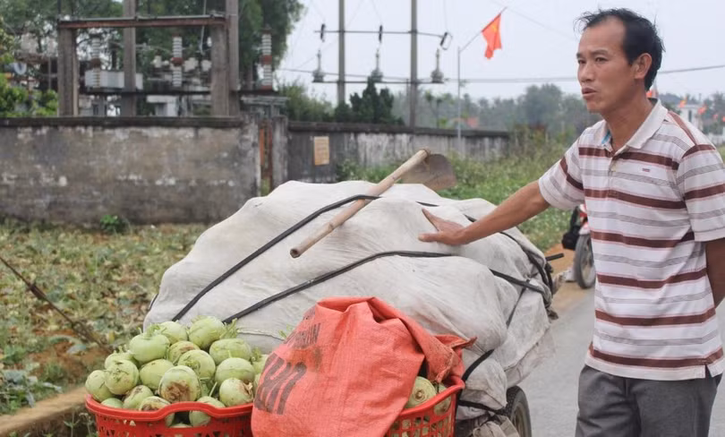 Nhiều hộ trồng cây nông sản trên địa bàn xã Diễn Phong, huyện Diễn Châu, Nghệ An nhổ rau vứt đi vì giá quá rẻ.
