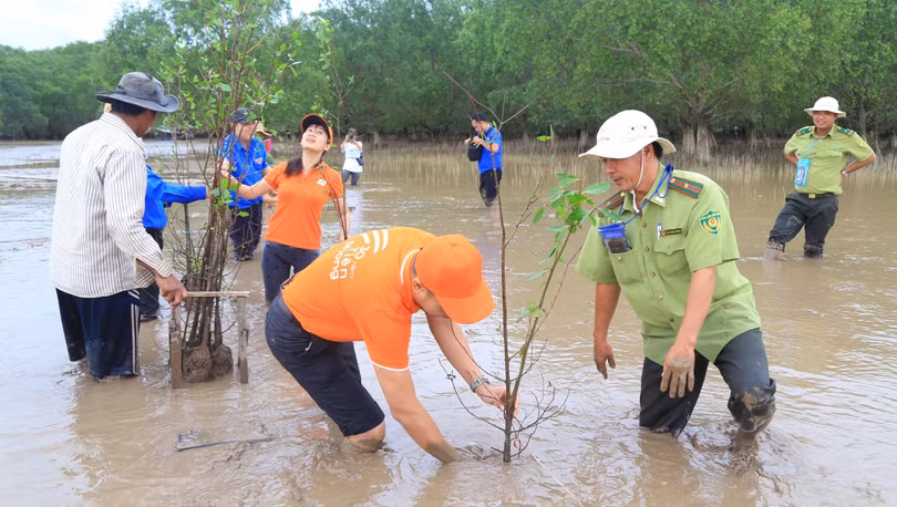 Khu vực trồng 2.000 cây bần nằm ở cửa biển thuộc sông Hậu, là một trong những khu vực chịu thiệt hại nặng nề của triều cường. 