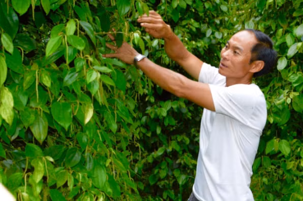 Cần chuyên nghiệp hóa người nông dân. Ảnh: Minh Phúc.