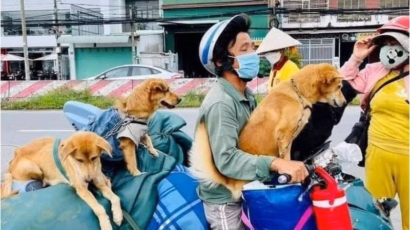 Câu chuyện đàn chó 15 con của một cặp vợ chồng đem về quê tránh dịch nhưng bị chính quyền tiêu hủy đã gây xôn xao dư luận Câu chuyện đàn chó 15 con của một cặp vợ chồng đem về quê tránh dịch nhưng bị chính quyền tiêu hủy đã gây xôn xao dư luận