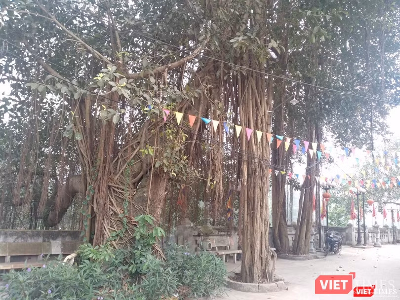 Rặng cổ thụ chứng kiến những thay đổi của làng qua từng giai đoạn Rặng cổ thụ chứng kiến những thay đổi của làng qua từng giai đoạn