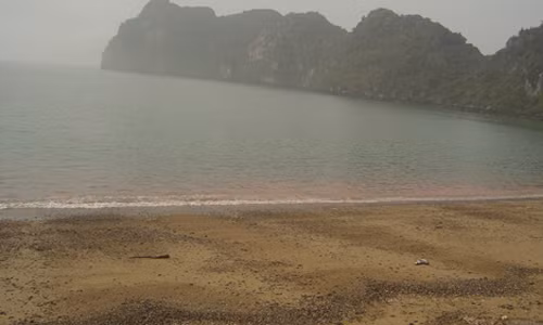 Cá chết hàng loạt: Chuyên gia phản bác nguyên nhân thuỷ triều đỏ ảnh 1 Cá chết hàng loạt: Chuyên gia phản bác nguyên nhân thuỷ triều đỏ ảnh 1