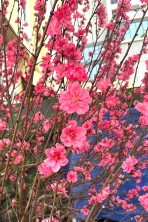 Phố phường Hà Nội ngập tràn sắc xuân