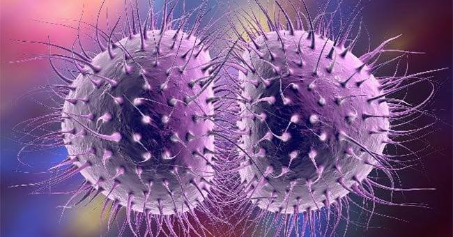 Vi khuẩn gây bệnh lậu (Ảnh minh hoạ)