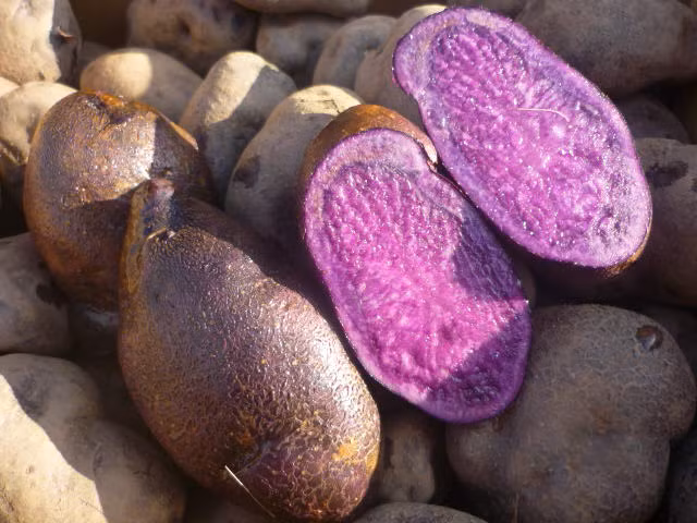 Khoai tây tím 