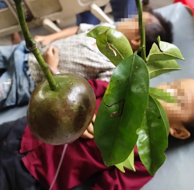 Quả hồng trâu khiến trẻ ngộ độc (Ảnh - BVCC)