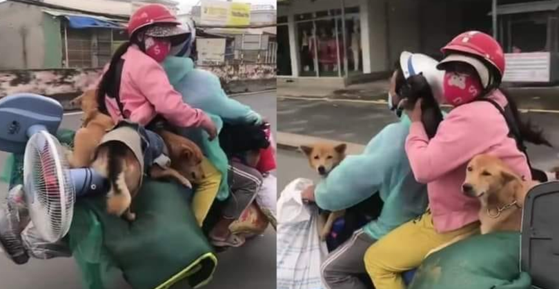 Đàn chó được cặp vợ chồng chở về Cà Mau bằng xe máy (Ảnh - FB)