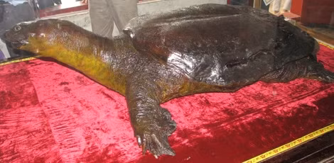 Đề nghị đưa rùa Đồng Mô về thay 'cụ Rùa' đã chết ảnh 1