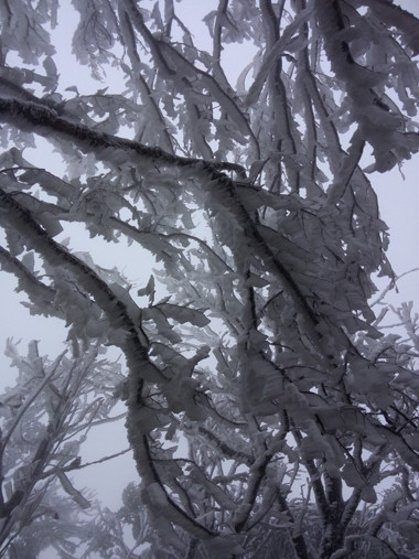 Băng giá ở Phia Oắc, Cao Bằng. Ảnh:Đinh Hợi.