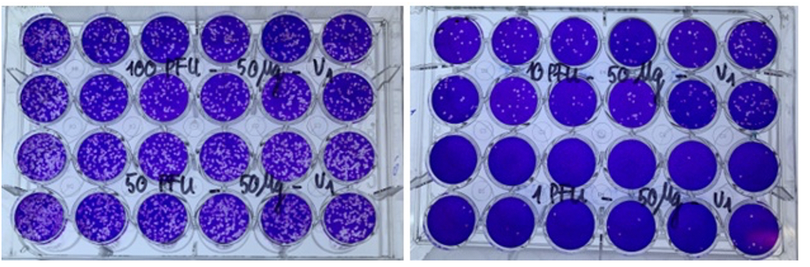 Ảnh chụp các giếng thử nghiệm về sự hình thành vết tan của virus SARS-CoV-2 trên tế bào Vero E6 khi thử nghiệm với Thuốc VIPDERVIR (Ảnh - Viện HLKHCNVN)