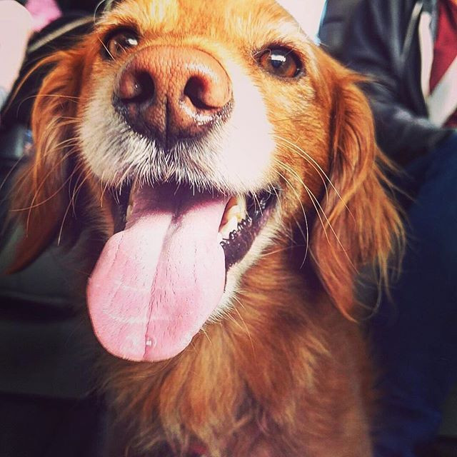 Chiêm ngưỡng những chú cún quyền lực nhất trong công nghệ ảnh 5