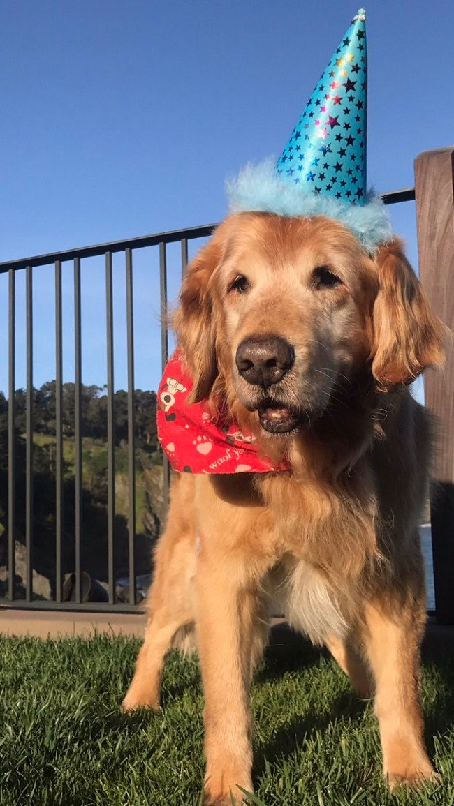 Chiêm ngưỡng những chú cún quyền lực nhất trong công nghệ ảnh 4