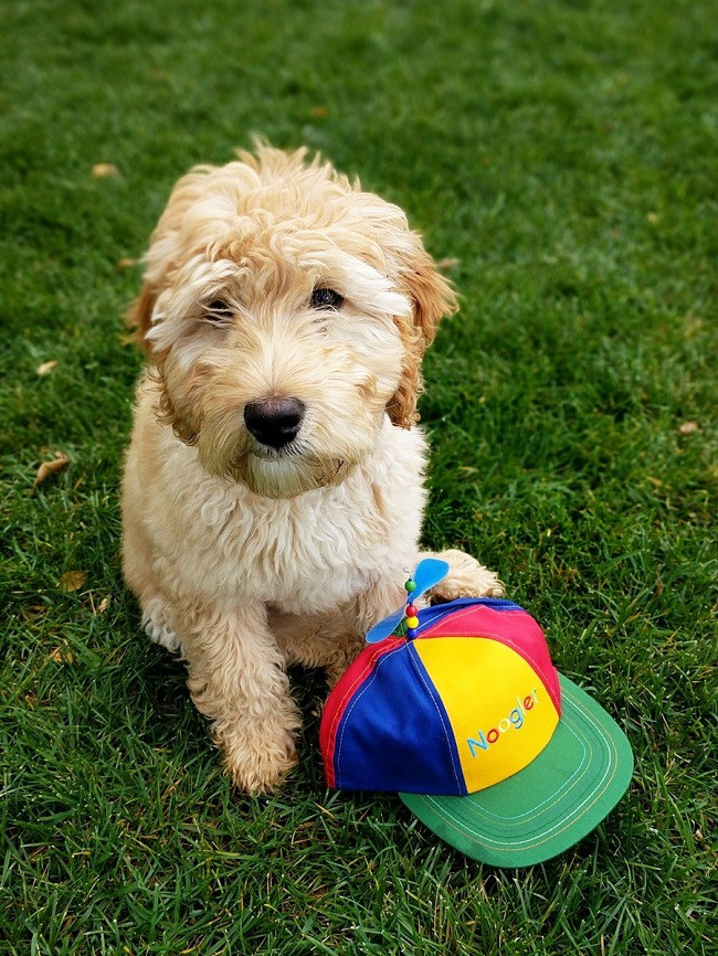 Chiêm ngưỡng những chú cún quyền lực nhất trong công nghệ ảnh 6