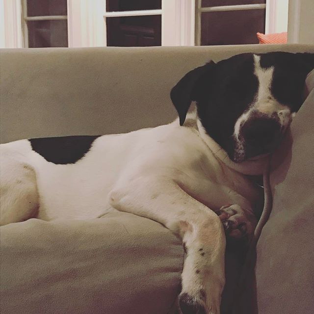 Chiêm ngưỡng những chú cún quyền lực nhất trong công nghệ ảnh 3