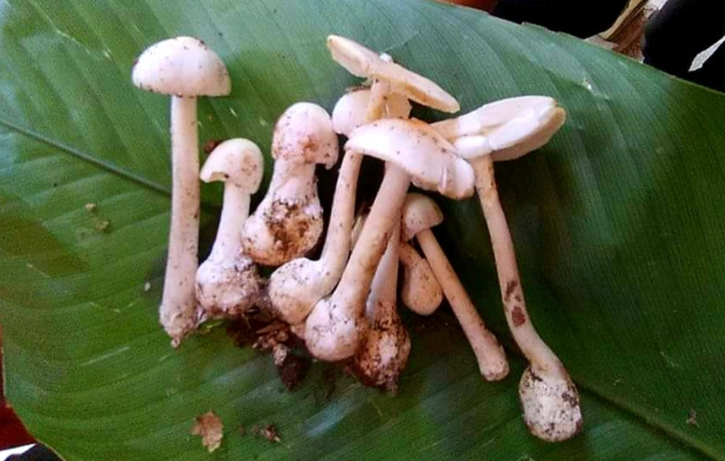 Cây nấm độc mà gia đình 4 người ăn trong bữa trưa (Ảnh - BVCC) 
