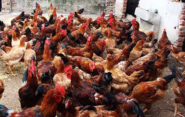 trang trại nuôi gà (Ảnh minh hoạ)