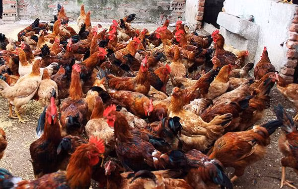 trang trại nuôi gà (Ảnh minh hoạ) trang trại nuôi gà (Ảnh minh hoạ)