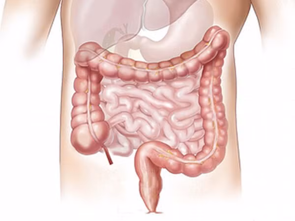 Đại tràng. Ảnh: Boldsky