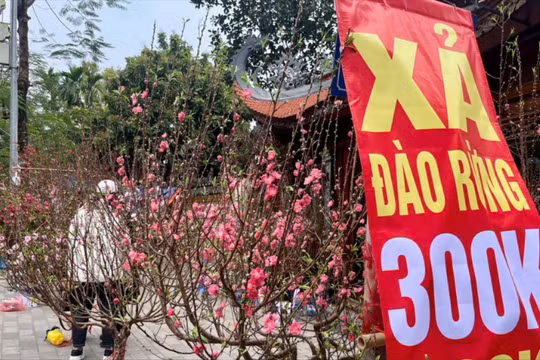 Vì sao tiểu thương giảm giá, ồ ạt thanh lý đào, quất?