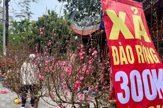 Vì sao tiểu thương giảm giá, ồ ạt thanh lý đào, quất?