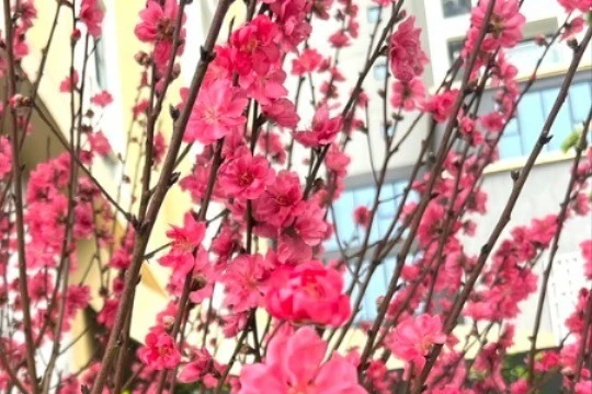 Phố phường Hà Nội ngập tràn sắc xuân