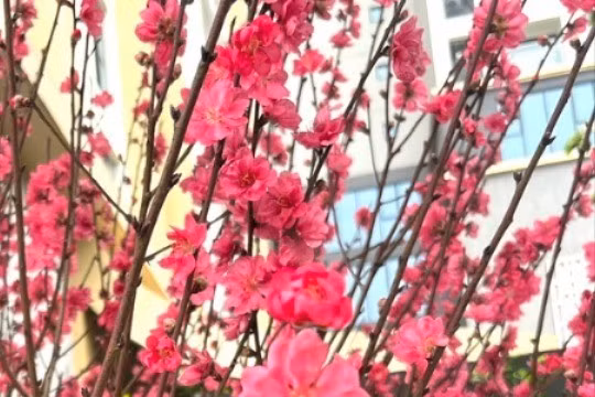 Phố phường Hà Nội ngập tràn sắc xuân