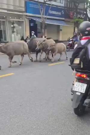 Đàn trâu phi nước đại qua cầu Rồng ở Đà Nẵng. Ảnh cắt từ clip