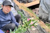 Người dân trồng hoa ở Tây Tựu tất bật bó hoa ly cho khách tại vườn. Ảnh: Q.A.