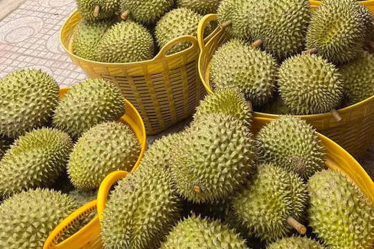Khởi tố, bắt tạm giam 4 bị can vụ án liên quan đến xuất khẩu sầu riêng sang Trung Quốc