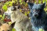 Hình ảnh những chú chó có màu xanh lam được tổ chức Dogs of Chernobyl chia sẻ. Ảnh: DM.