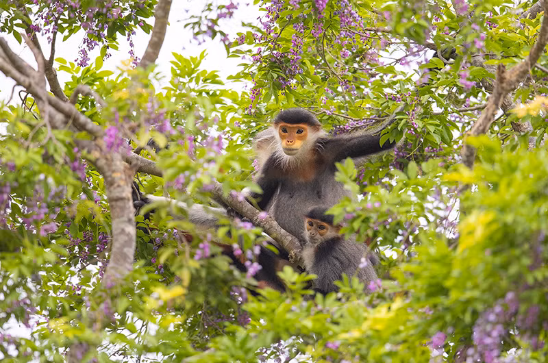 Chờ đợi sự kết hợp của tạo hoá, nhiều nghệ sĩ nhiếp ảnh trên khắp mọi miền đất nước, thậm chí đến từ Anh, Ý, Mỹ, Trung Quốc… đã đổ về Sơn Trà để săn ảnh.