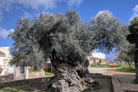 Cây ô liu Vouves trên đảo Crete, Hy Lạp. Ảnh: OC.
