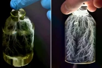 Thí nghiệm bắt gọn tia sét trong chai tạo nên một tác phẩm nghệ thuật bắt mắt. Ảnh: IE.