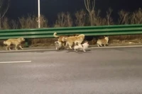 Một video từ Trung Quốc được cho là ghi lại cảnh một đàn chó đang vui vẻ du hành. Ảnh: Douyin.