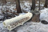 Một cây giả do Nga chế tạo được sử dụng để che giấu ăng-ten liên lạc khỏi sự giám sát của máy bay không người lái Ukraine. Ảnh: EP.