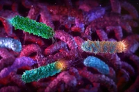 Trong một bài báo được công bố hôm 18/3, các nhà khoa học Trung Quốc cho biết họ đã biến đổi chủng vi khuẩn E coli Nissle 1917 (EcN) để sản xuất chất chống ung thư Romidepsin, được sử dụng làm phương pháp vận chuyển thuốc. Ảnh: Shutterstock.