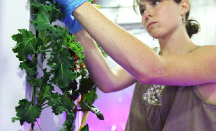 'Nông dân kiểu mới' có thể trồng được 4 tấn nông sản/năm mà không cần ánh sáng mặt trời - Ảnh 3