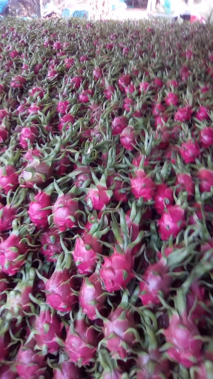 Việt Nam đã có 9 loại trái cây được xuất khẩu chính ngạch vào thị trường Trung Quốc, gồm: Thanh long, dưa hấu, vải, nhãn, chuối, xoài, mít, chôm chôm và măng cụt. Ảnh AT