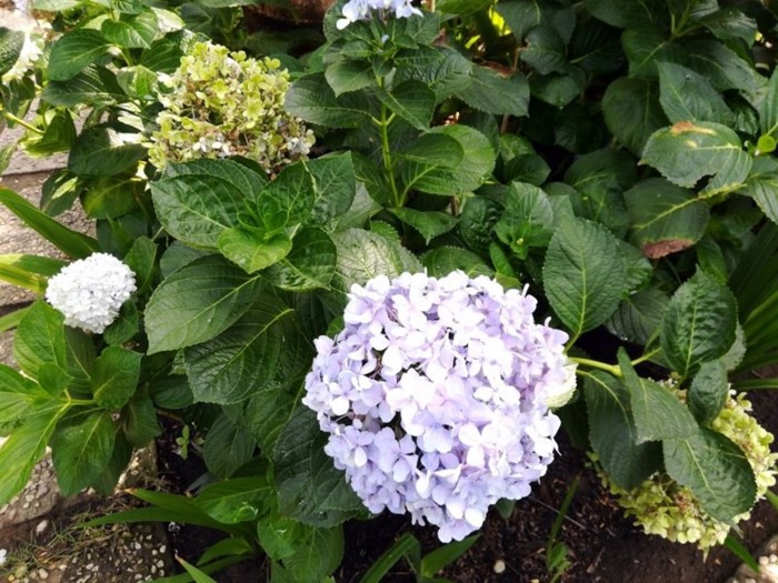 Honor 7X: Màn hình 18:9, camera kép, giá tầm trung - Ảnh 7