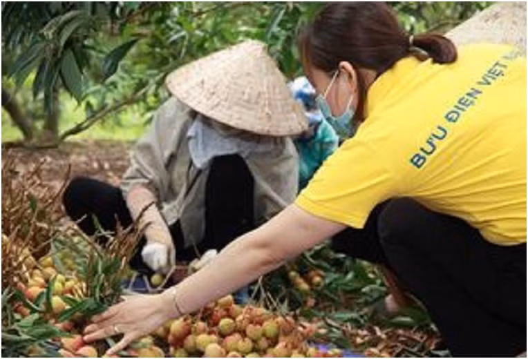Nhân viên bưu điên giúp người dân tiêu thụ vải thiều. Ảnh Vietnam Post