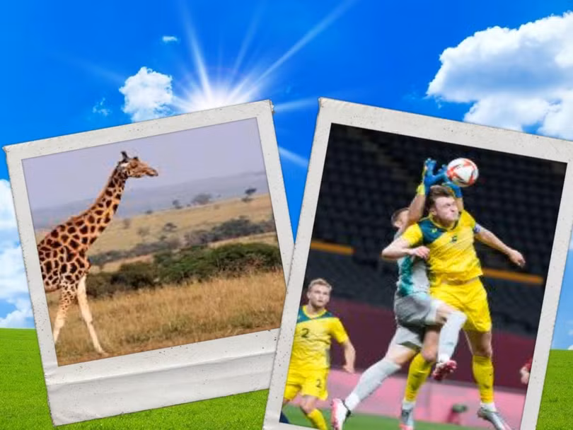 Harry Souttar, được ví như “hươu cao cổ” trên sân Mỹ Đình. Ảnh AT.