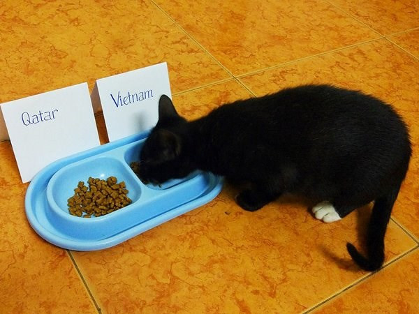 Dân mạng nhờ mèo, gà, cào cào dự đoán trận chung kết của U23 Việt Nam - Ảnh 3